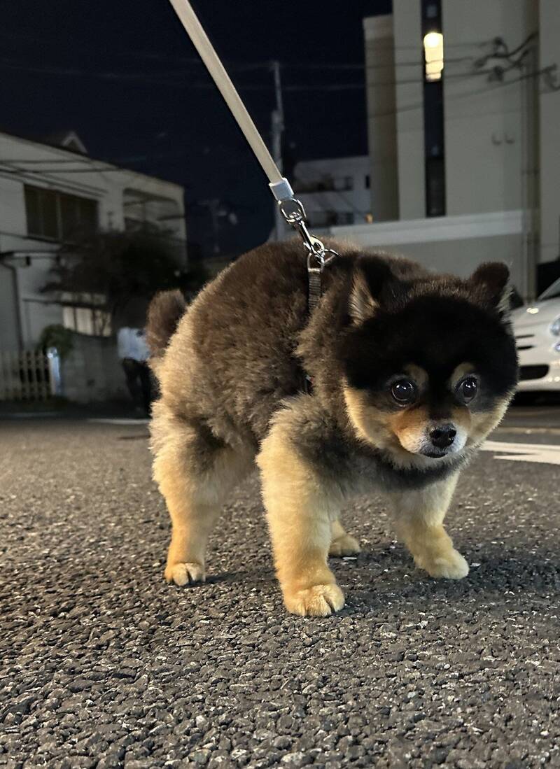 日本一名飼主分享，日前他帶愛犬出門散步，經過一段時間後，他向愛犬說出「回家」一詞，竟讓愛犬當場原地石化，無論冷風如何吹拂，都紋風不動。（圖擷取自@kyabetubatake 社群平台「X」）