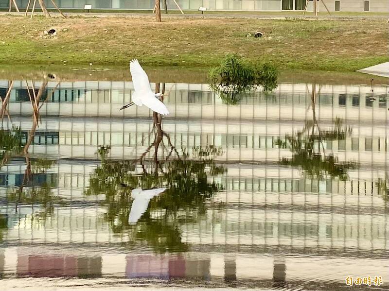 水利局於府前滯洪池涵養地下水，營造水域生態景觀，吸引白鷺鷥悠閒覓食，民眾洽公還能親近生態。（記者陳文嬋攝）
