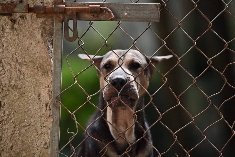 卡洛斯在家中身亡，遺體竟遭17隻寵物犬分食。示意圖，圖與新聞事件無關。（資料照，法新社）