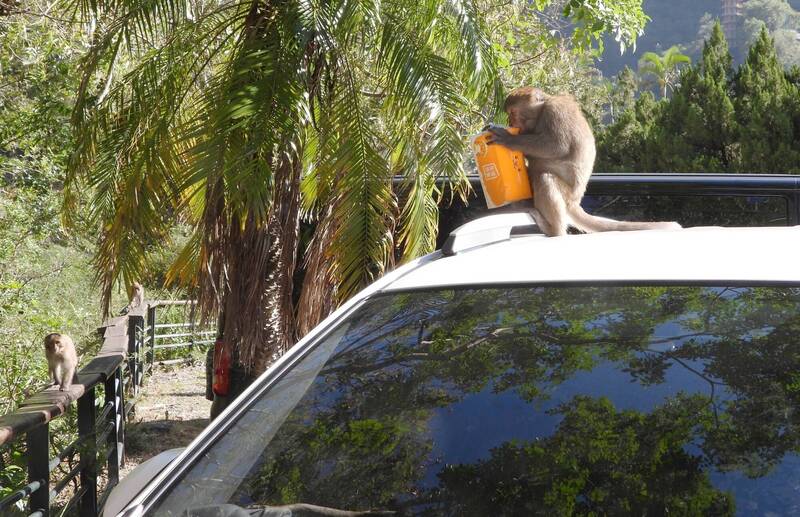 天祥地區猴群出現在汽車周遭，並傳出侵入汽車找尋食物等行為。（太管處提供）