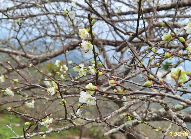 梅嶺高海拔處，目前梅花已綻放，還可欣賞雲海，美不勝收。（記者吳俊鋒攝）