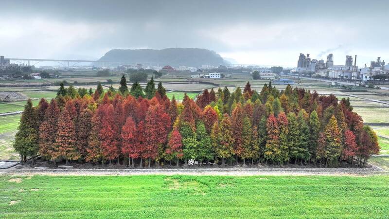 又有美景，火炎山下土地公旁落羽松轉紅了。（張麥斯提供）