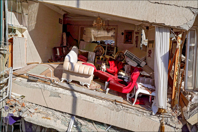 猫是天生猎人会在家里搞破坏。图为1只猫咪在今年2月10日土耳其强震过后窝在1栋受损公寓大楼内的客厅沙发上。（彭博）(photo:LTN)