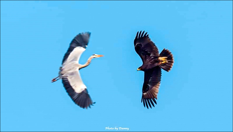 鳥友蘇佳霖拍到花鵰與蒼鷺在空中交會。（ 鳥友蘇佳霖提供）