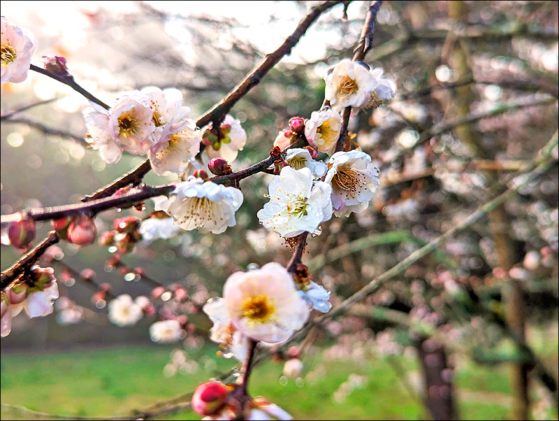 台中市福壽山農場梅花陸續綻放，1月將是盛開期。（圖：福壽山農場提供）