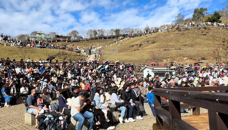 元旦3天連假首日，清境農場青青草原即有很多遊客進場看綿羊秀。（清境農場提供）