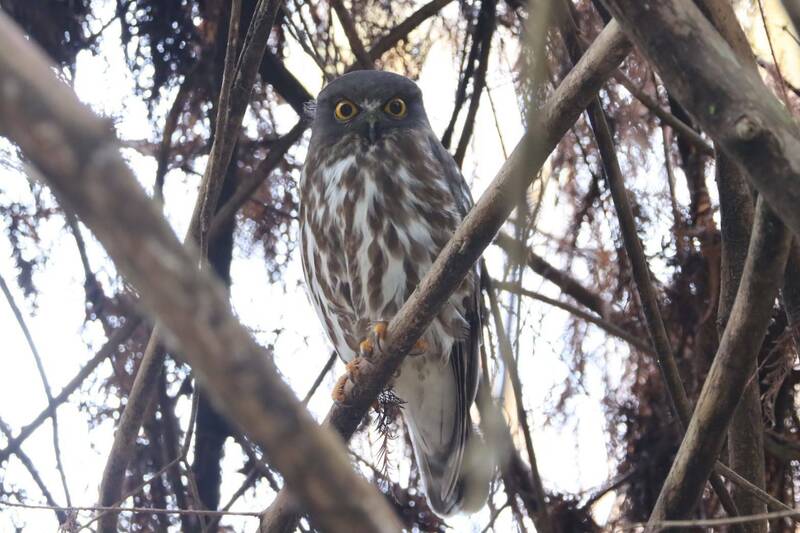 二級保育類貓頭鷹「褐鷹鴞」白天現身羅東運動公園。（蘭陽綠野環境教育及保護協會提供）