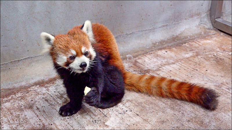 來自日本的小貓熊「未來」廿八日深夜抵達台北動物園，將肩負起維持園內生物多樣性繁衍的責任。（台北動物園提供）