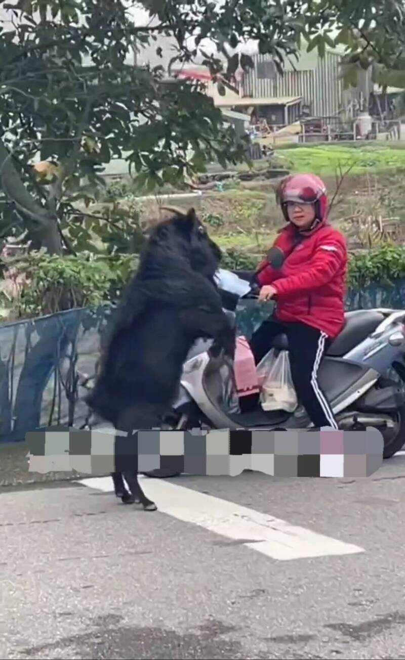 黑山羊衝撞！ 女騎士三芝街頭遭攻擊