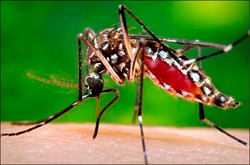 蚊子示意图。（路透档案照）(photo:LTN)