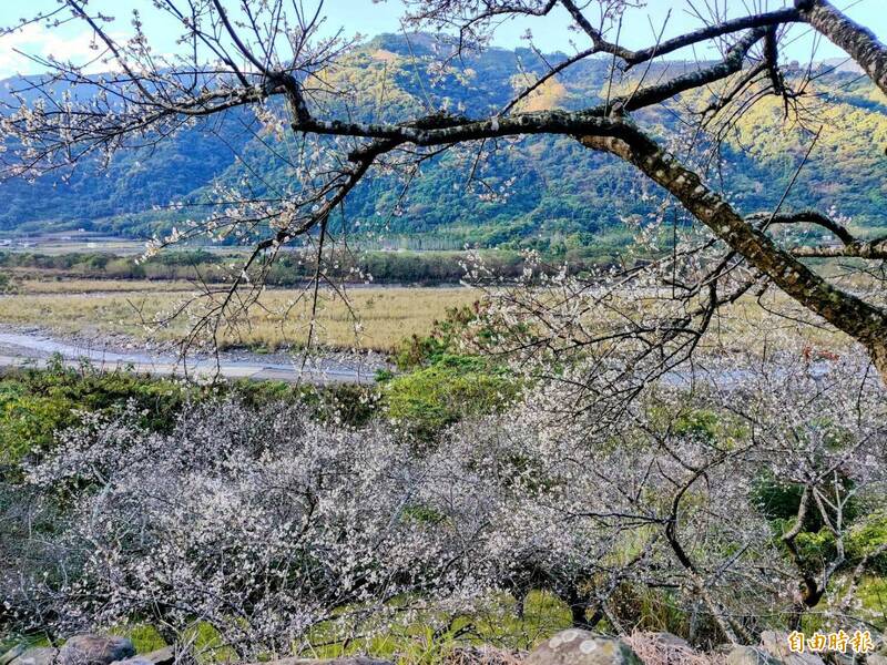 南投信義鄉農會種植百餘棵梅樹的梅園，部分區域仍有花苞未綻放，預計到下週是最佳賞花期。（記者劉濱銓攝）