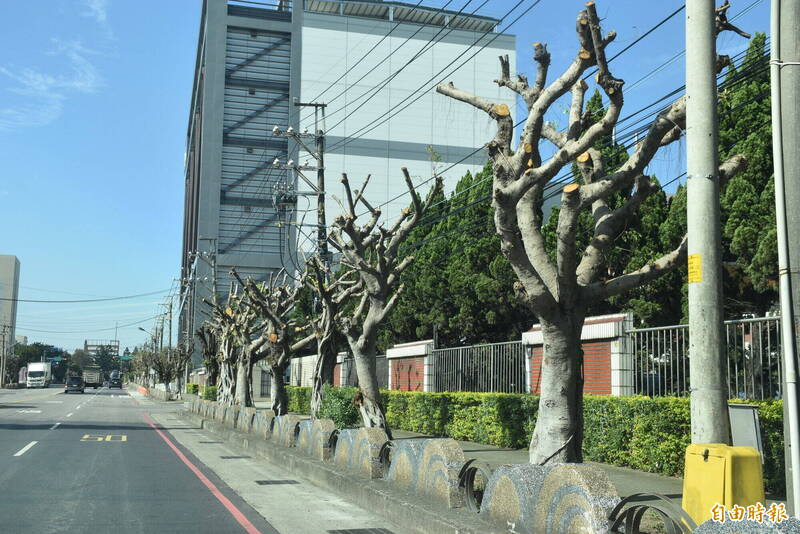 中壢產業園區行道樹整排被砍頭光禿禿的景象。（記者李容萍攝）