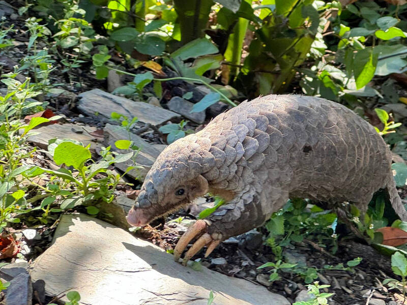 奧萬大森林遊樂區近日發現珍稀類野生動物穿山甲。（圖由林業署南投分署提供）