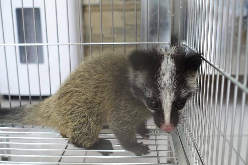 台南山區頻傳鼬獾咬傷民眾 動保處籲犬貓施打狂犬疫苗 - 生活 - 自由時報電子報