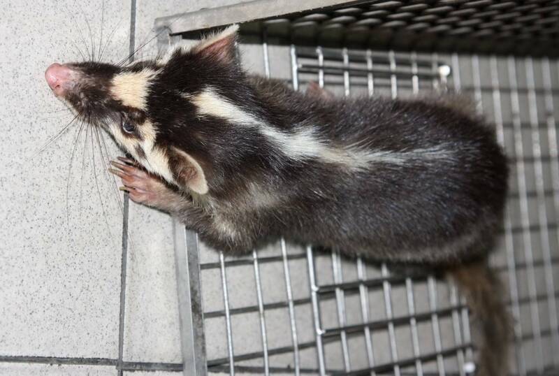 台南山區頻傳鼬獾咬傷民眾 動保處籲犬貓施打狂犬疫苗 - 生活 - 自由時報電子報