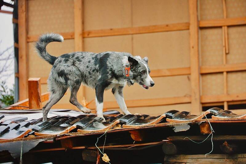 日本飛行搜索醫療團「ARROWS」的搜救犬「羅傑」,在能登半島災區進行搜救行動,傳出成功在災區找出受困者。(圖擷取自@ARROWS36899898 社群平台「X」) 日本飛行搜索醫療團「ARROWS」的搜救犬「羅傑」,在能登半島災區進行搜救行動,傳出成功在災區找出受困者。(圖擷取自@ARROWS36899898 社群平台「X」)