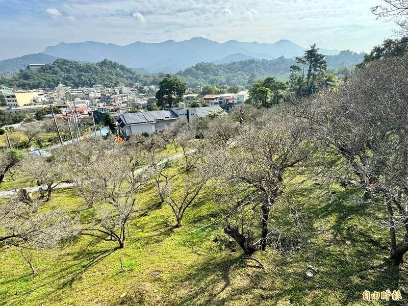 嘉義縣梅山公園梅花預計再7天進入盛開期。（記者蔡宗勳攝）