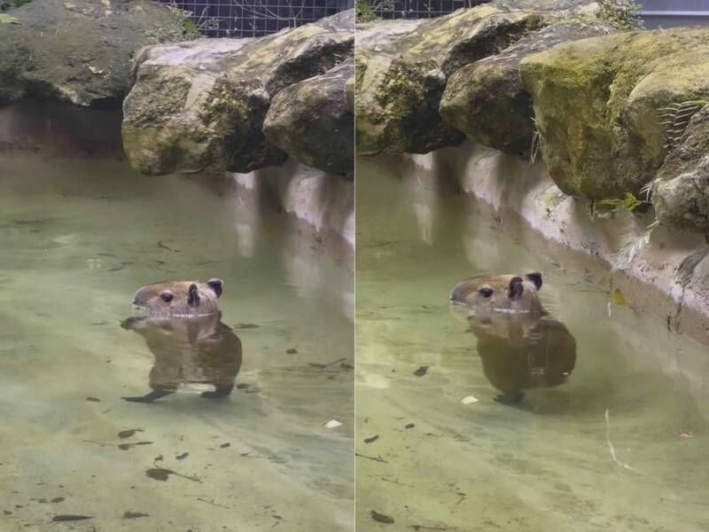 美國邁阿密動物園日前分享，園內飼養的一隻雌性水豚在享受早晨泡澡時，意外做出現非常有趣的畫面。（圖擷取自@zwfmiami IG，本報合成）