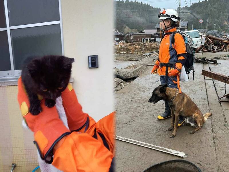 爱知县丰桥市搜救犬队「HDS K9」的搜救犬「Ritter」，意外在灾区救出一只虚弱的黑色幼猫。（图撷取自@HDSK9_V 社群平台「X」，本报合成）(photo:LTN)