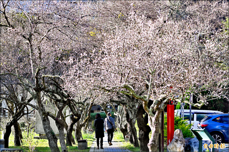 中橫天祥梅園梅花盛開，吸引不少遊客上山賞花。（記者游太郎攝）