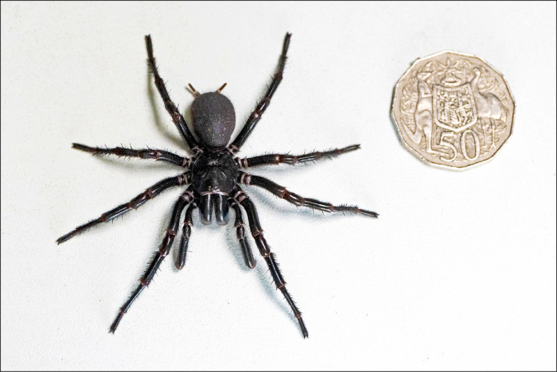 毒液有剧毒的雪梨漏斗网蜘蛛，最大雄性标本「大力士」目前保存于澳洲爬行动物公园。（美联社）(photo:LTN)