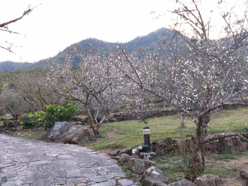 台南梅嶺福來梅子雞餐廳旁的老梅園花開已6成。（陳居峰提供）