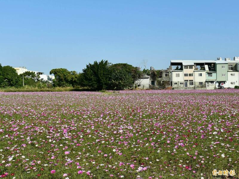 占地逾8公頃的花海美不勝收。（記者湯世名攝）