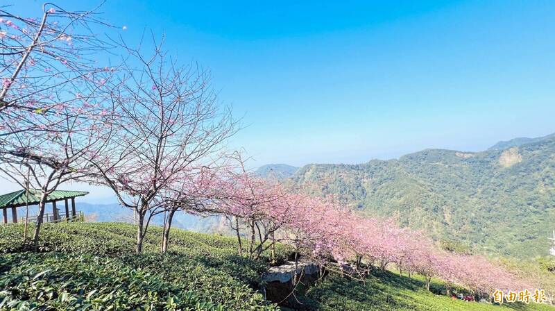 南投縣竹山鎮大鞍茶區步道兩側的垂櫻粉紅花朵綻放枝椏，遠觀宛若粉紅巨龍般令人驚艷。（記者謝介裕攝）