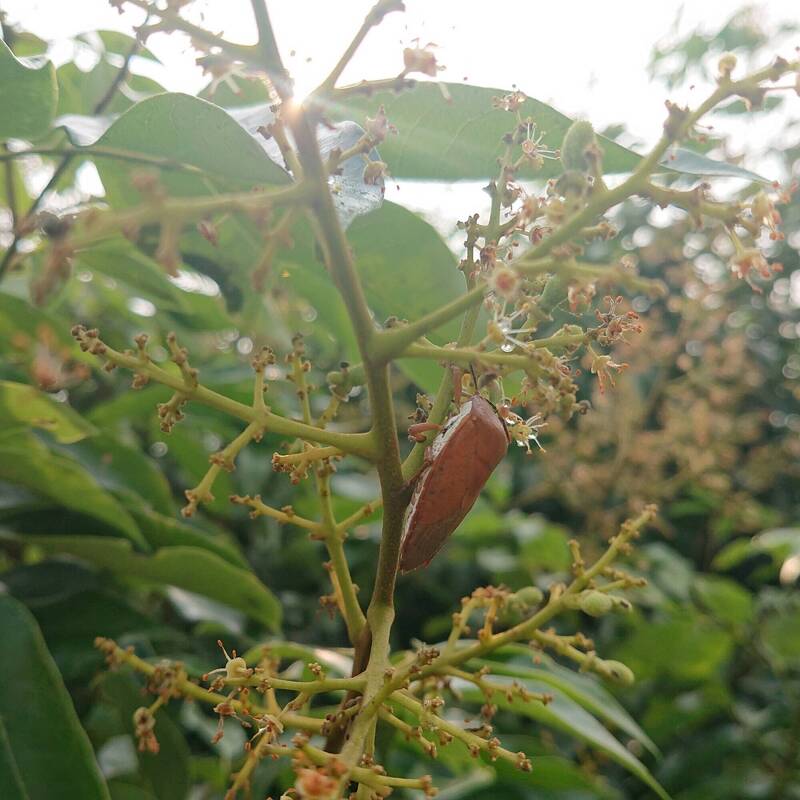 荔枝花開時易吸引荔枝椿象前來取食。（高雄農改場提供）