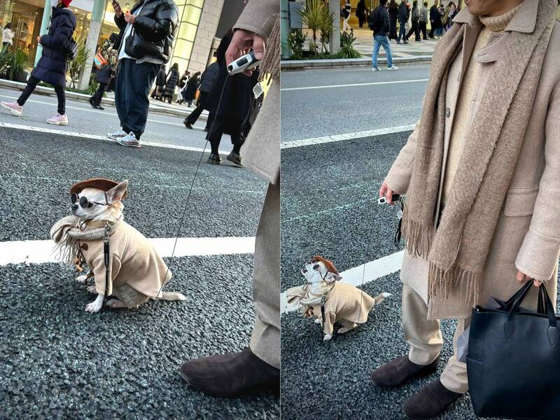 日本藝人分享在銀座散步的狗狗 眾人驚嘆︰時尚「吉」了！