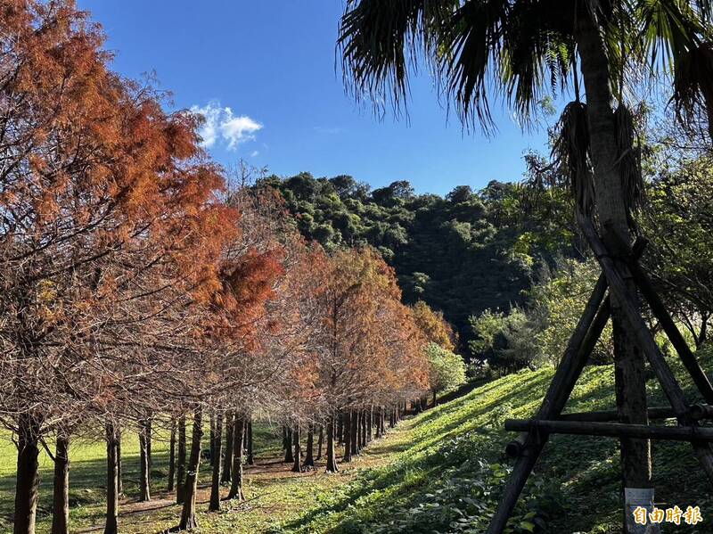 基隆市天外天復育公園250棵落羽松樹葉悄悄變色換裝，從紅色逐漸變成枯枝，200公尺整排的林道宛如畫境。（記者俞肇福攝）