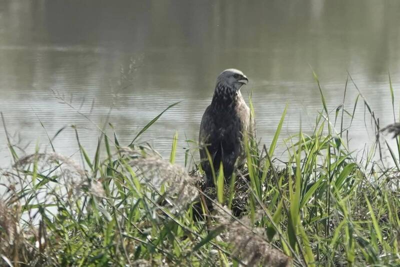 稀有冬候鳥大鵟停棲。（鳥友潘鴻隆攝，台北市動保處提供）