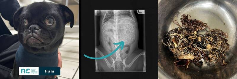 英國1知哈巴狗近日因異常安靜而被主人送往獸醫院，不料經查後發現狗狗肚子裡竟有50多條髮帶。（圖載自獸醫院臉書「Newton Clarke Veterinary Surgeons」）