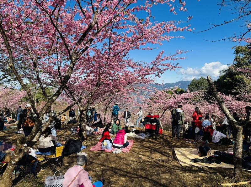 高雄桃源櫻花季開幕，「寶山二集團櫻花公園」粉紅河津櫻大滿開。（記者王榮祥翻攝）