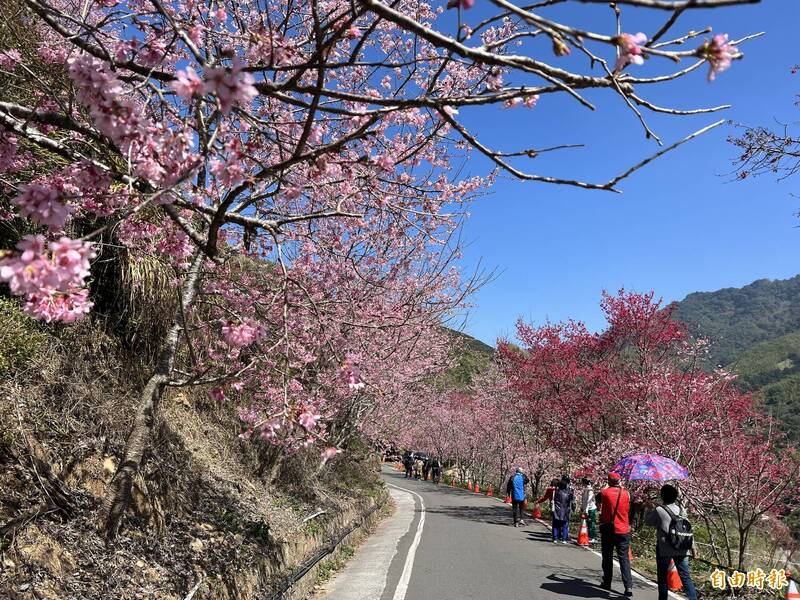 雲林草嶺石壁櫻花季已成為國內主要賞櫻地點。（資料照，記者黃淑莉攝）