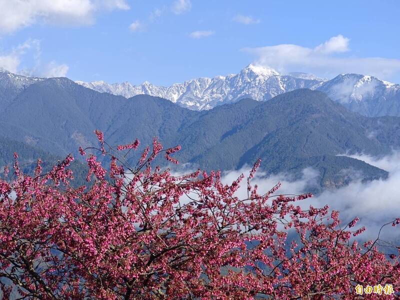 梨山櫻花與高山雪景相映，宛如明信片風景。（記者張軒哲攝）