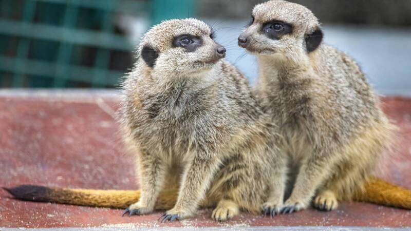 壽山動物園狐獴。（記者王榮祥翻攝）