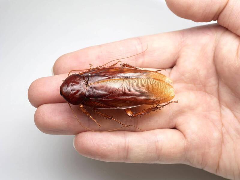 台灣特有種「台灣大蠊」比一般台灣室內常見的外來種蟑螂更大隻，其頭部沒斑。（圖擷自「柳澤 静磨 Shizuma YANAGISAWA」X平台）