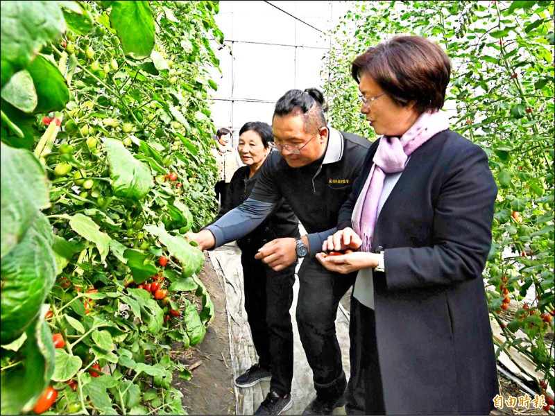 花壇鄉農民唐烱凱（中）在全國優質設施小番茄競賽中奪冠，縣長王惠美（右）、縣議員顧黃水花等人前往祝賀。（記者湯世名攝）