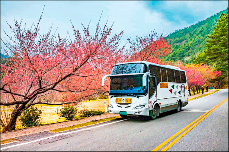 武陵櫻花季將於2月8日至2月29日登場，民眾可提前預約豐原客運865路（含區）公車前往梨山，次日再轉搭「梨山－武陵農場」賞櫻專車前往武陵農場。（交通局提供）