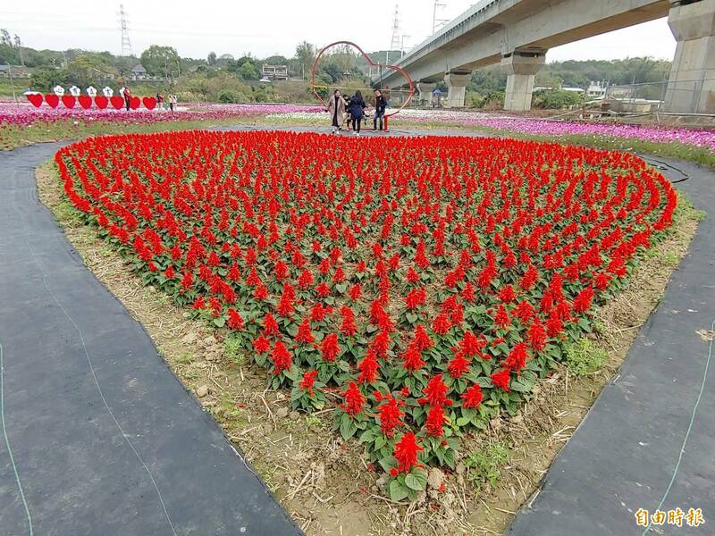 通霄、苑裡花海盛開，賞景估可至春節前。圖為通霄城北花海。（記者蔡政珉攝）