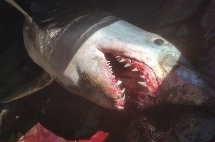 一条重达200公斤、嘴巴流血的灰鲭鲨，日前在西班牙南部海滩搁浅而亡。（取自脸书/MARIA JOSE LOPEZ PEREZ）(photo:LTN)
