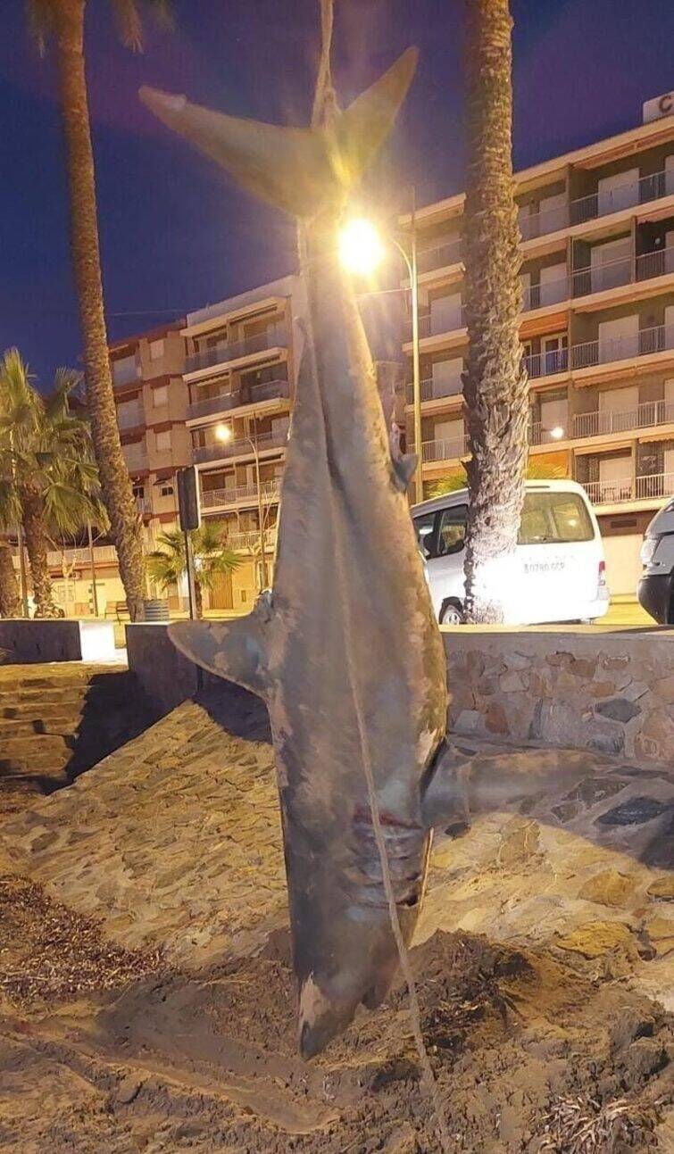 当地居民挖坑将这条巨鲨就地掩埋。（取自脸书/MARIA JOSE LOPEZ PEREZ）(photo:LTN)