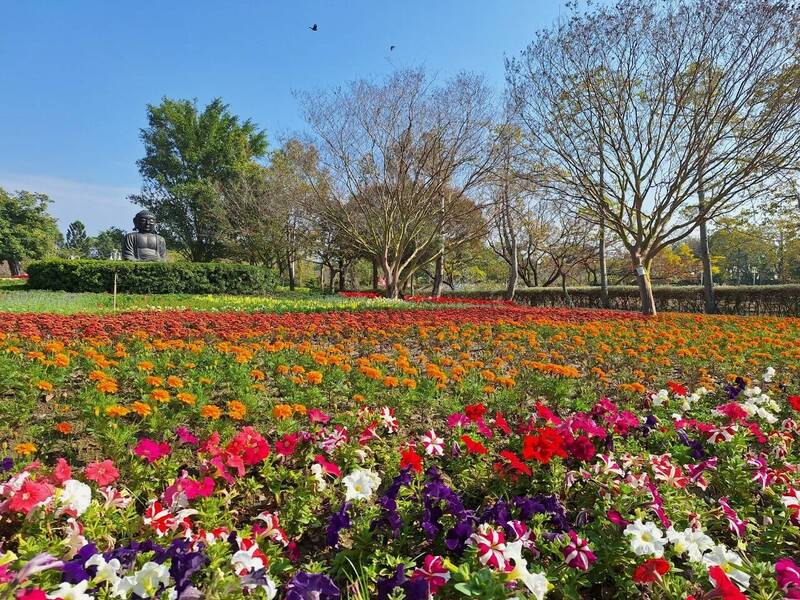 「花在彰化」大年初一在溪州公園登場，持續到元宵節隔天，園區花海綻放，繽紛亮麗。（彰化縣政府提供）