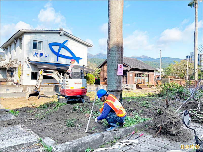 宜蘭縣頭城鎮公所委託的工人，進頭城文創園區挖草皮，樹木被連根拔起暫置一旁。（記者蔡昀容攝）