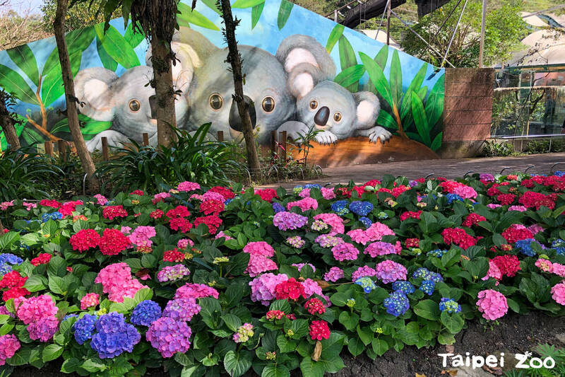 無尾熊館繡球花花景。（圖由動物園提供）