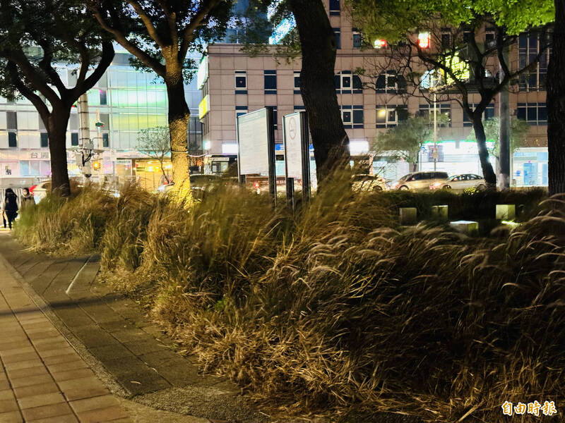 交通八號廣場公園芒草近半身高。（記者陳冠甫攝）