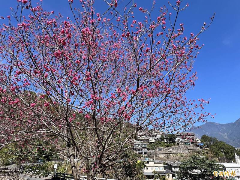 屏東霧台美麗的櫻花開了。（記者羅欣貞攝）