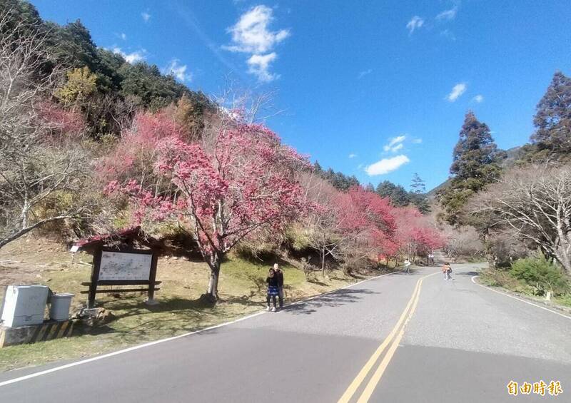 武陵農場武陵路沿線櫻花綿延迎賓。(記者張軒哲攝) 武陵農場武陵路沿線櫻花綿延迎賓。(記者張軒哲攝)