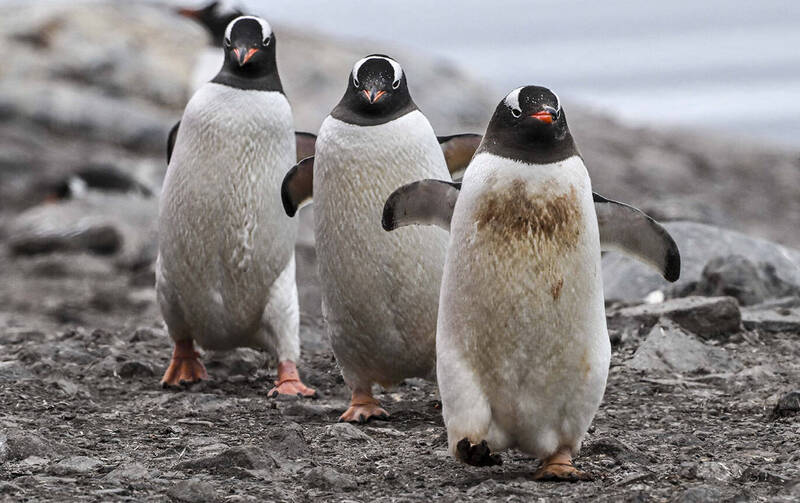 研究人员近日在马尔维纳斯群岛，发现了约35只死亡的巴布亚企鹅。（美联社）(photo:LTN)